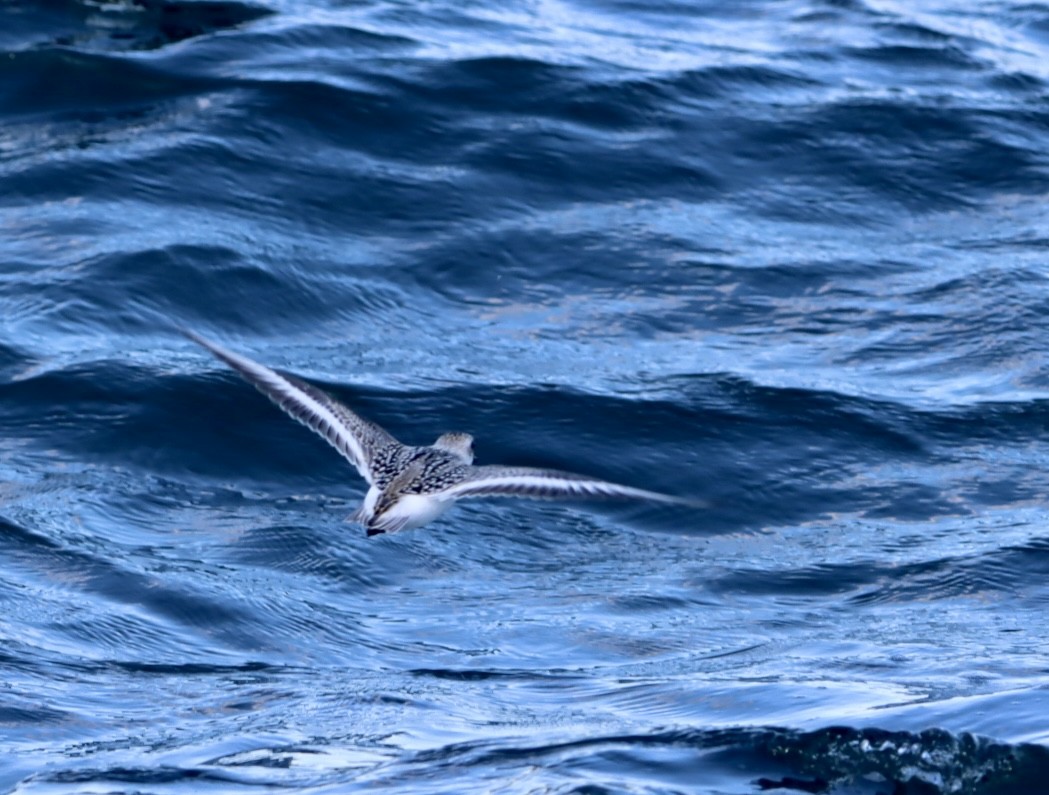 Sanderling - ML641520051