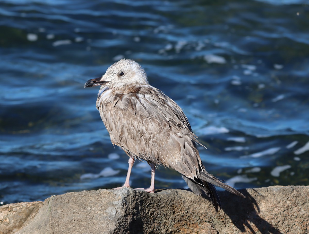 American Herring Gull - ML641520062