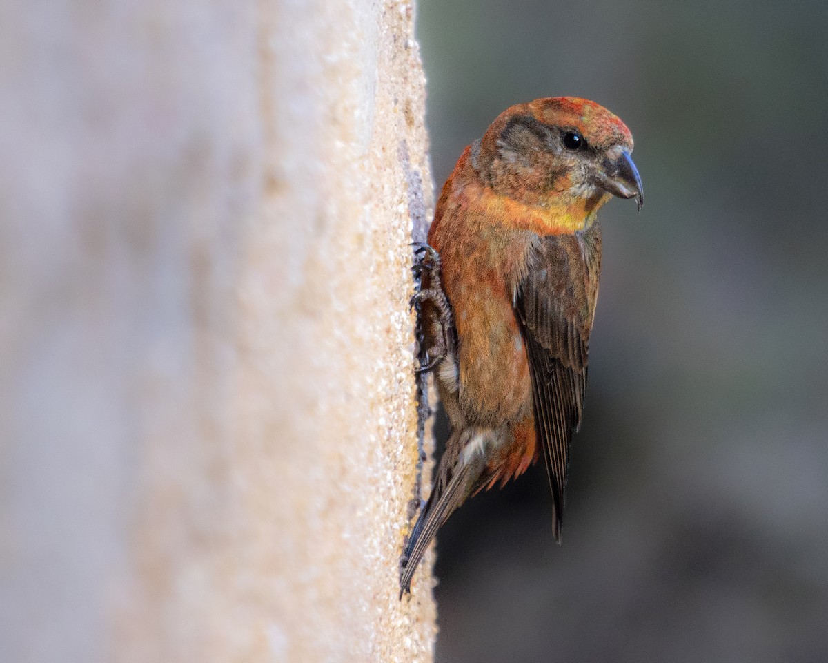 Red Crossbill - ML641520072