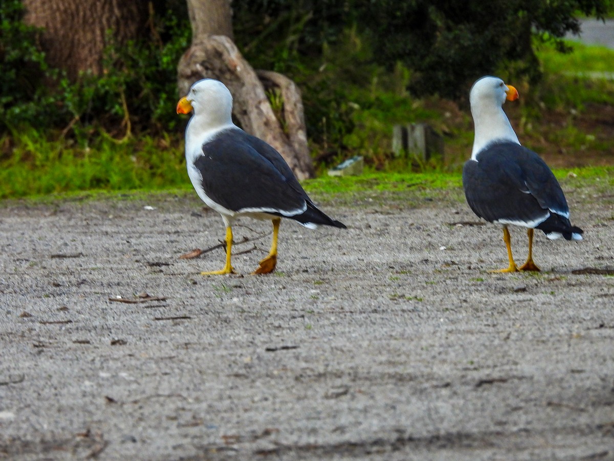 Pacific Gull - ML641520076
