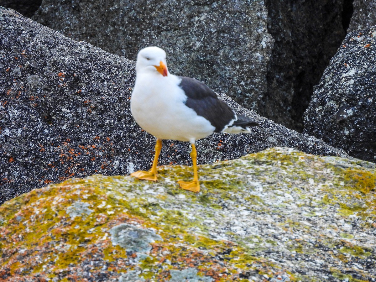 Pacific Gull - ML641520078