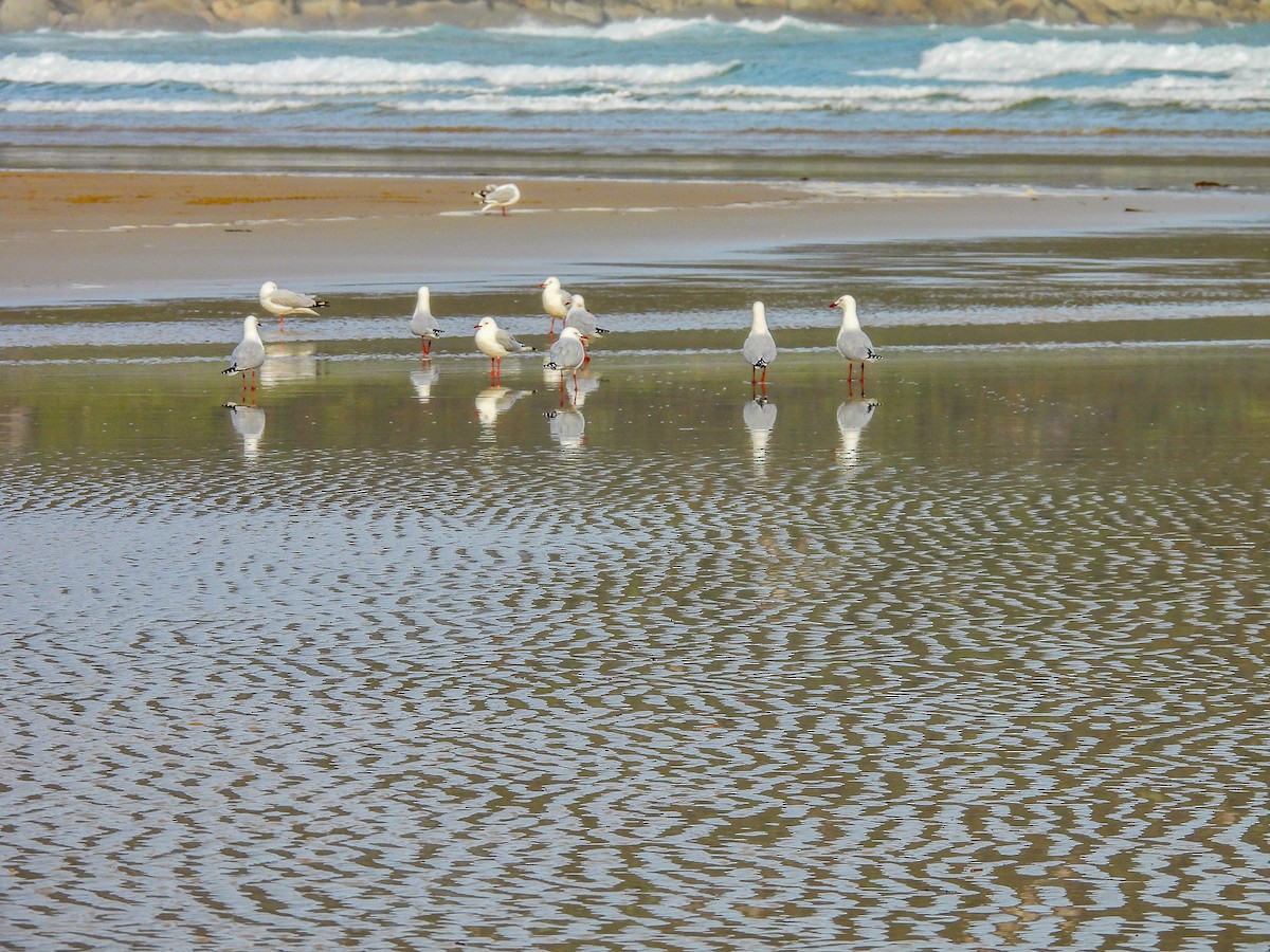 Silver Gull - ML641520083