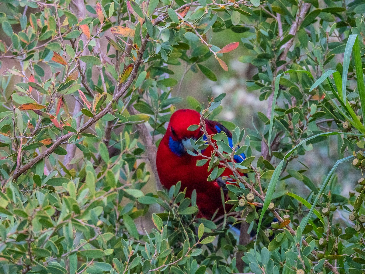 Crimson Rosella - ML641520096