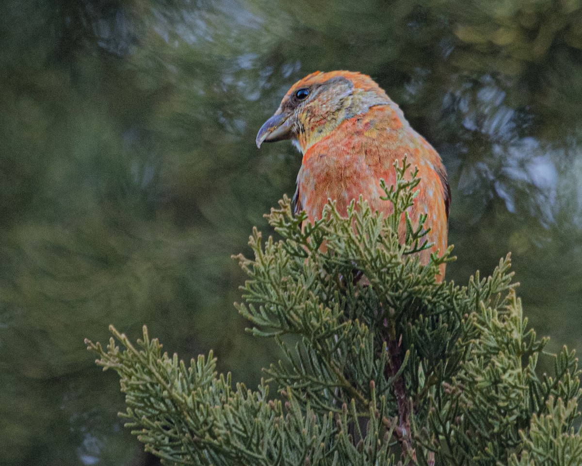 Red Crossbill - ML641520103