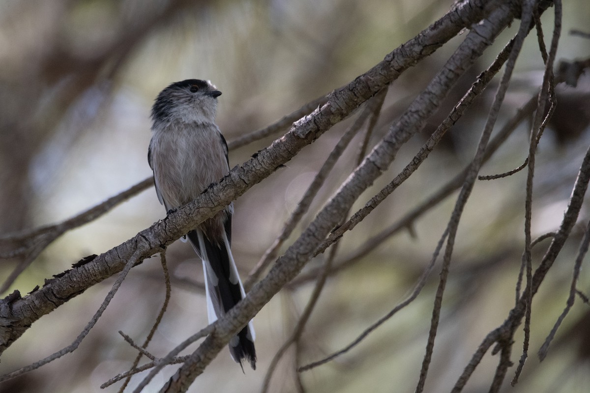 Long-tailed Tit - ML641520114