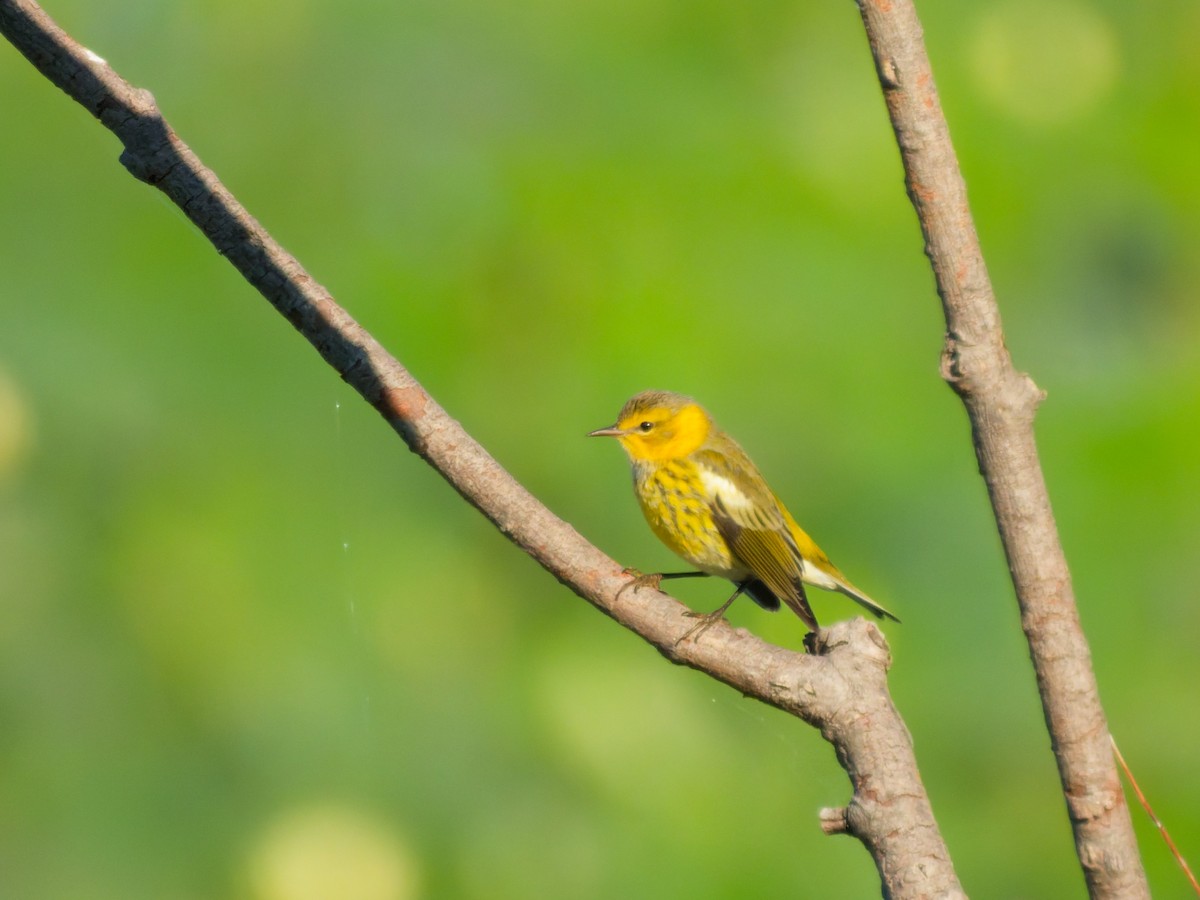 Cape May Warbler - ML641520156