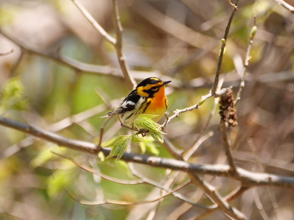 Blackburnian Warbler - ML641520213