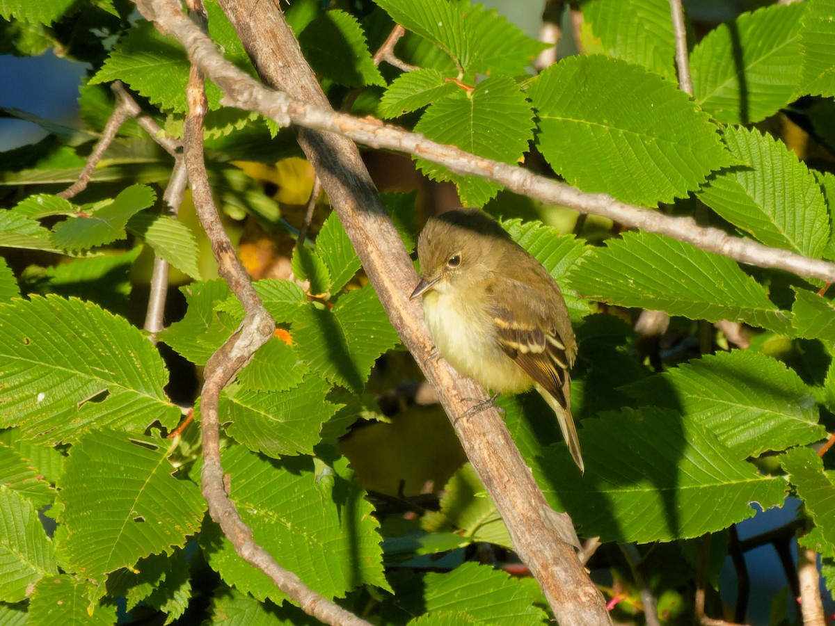 Least Flycatcher - ML641520288