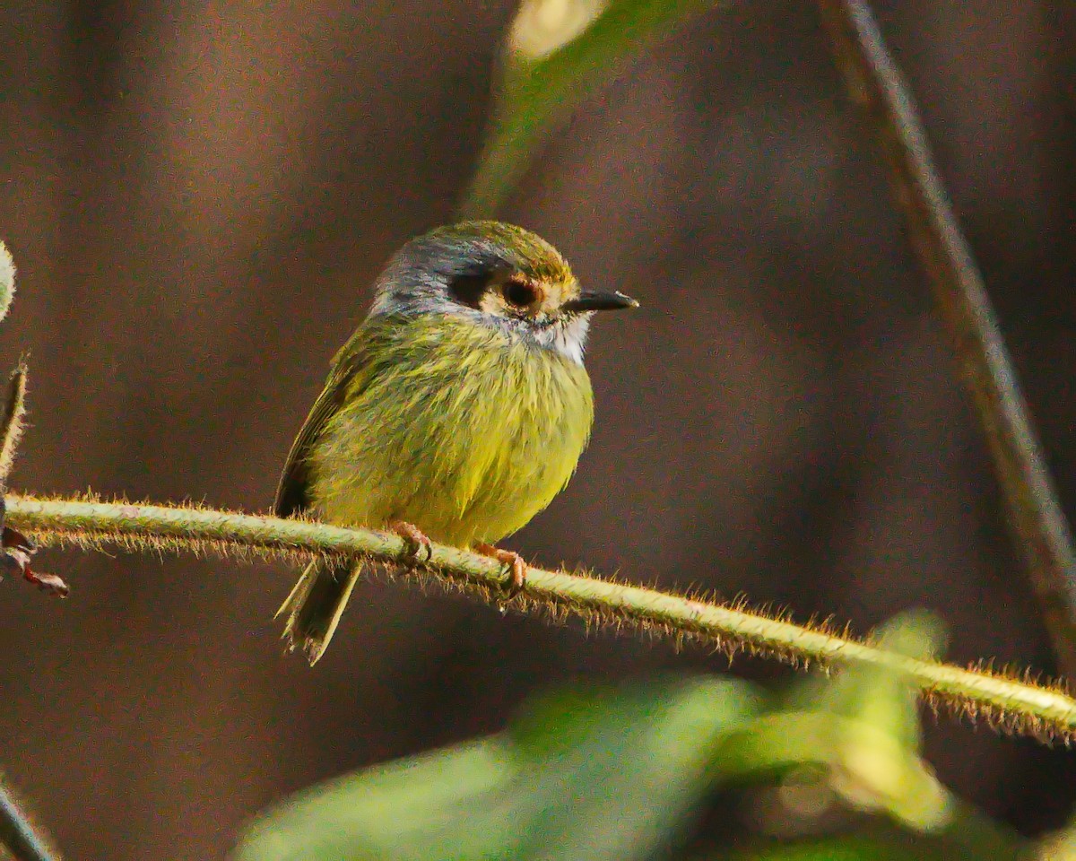 Eared Pygmy-Tyrant - ML641520313