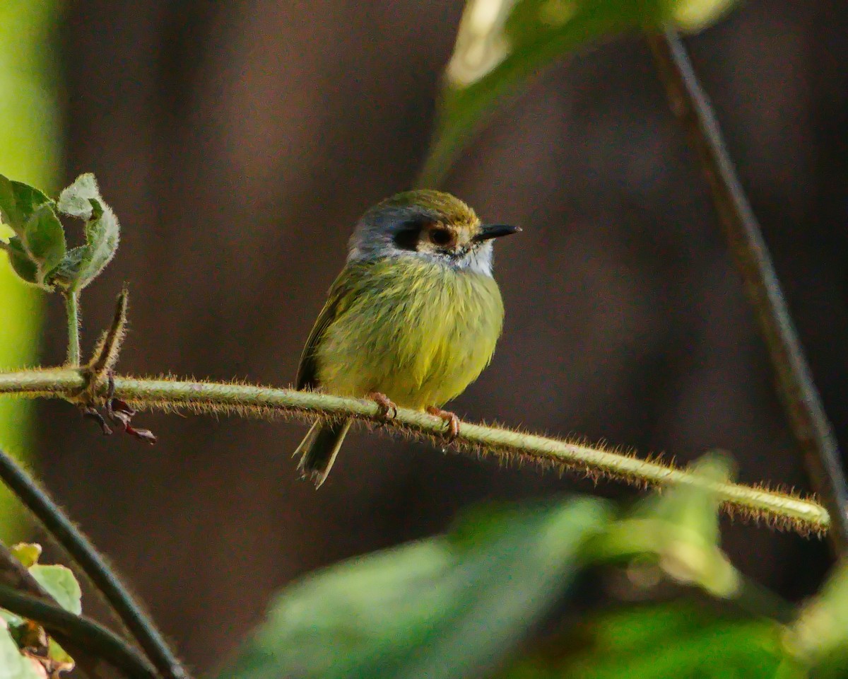 Eared Pygmy-Tyrant - ML641520314