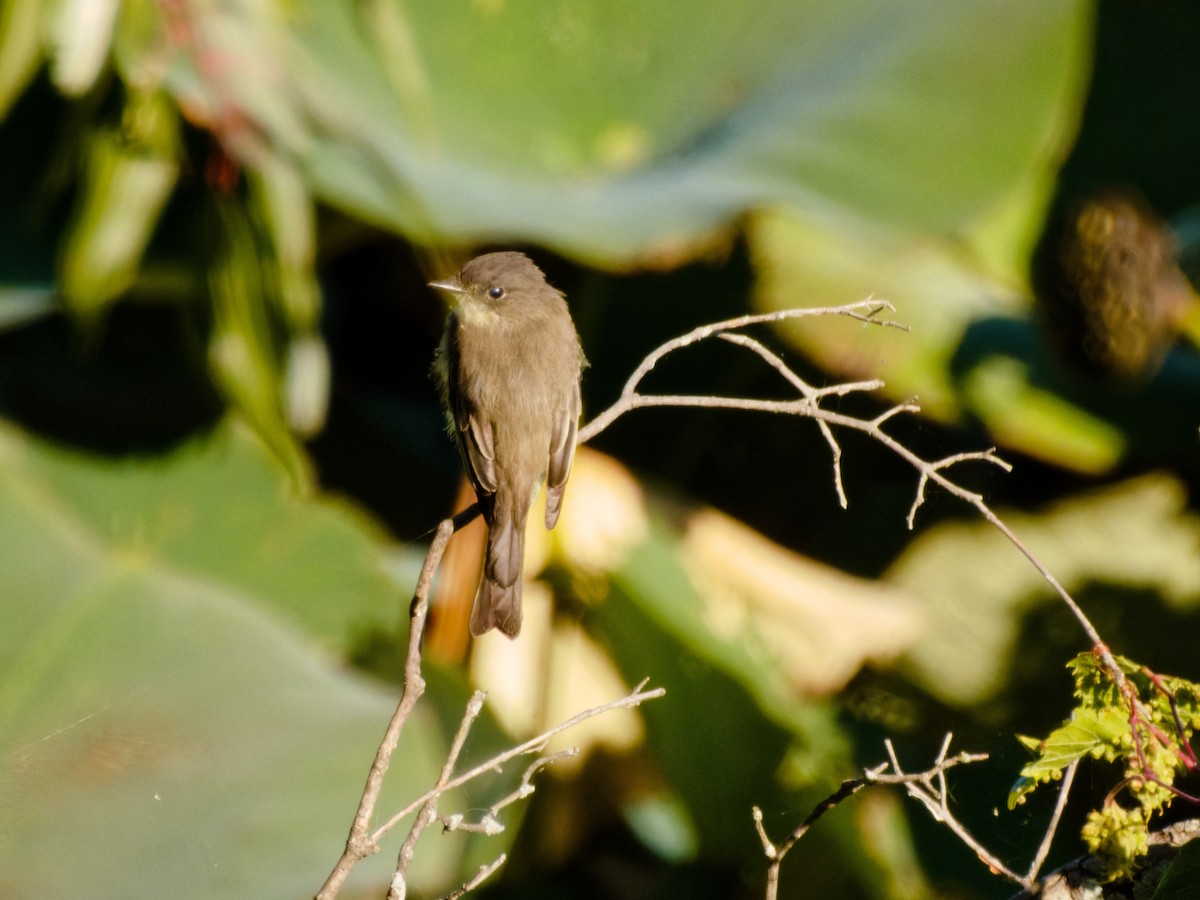 Eastern Phoebe - ML641520337
