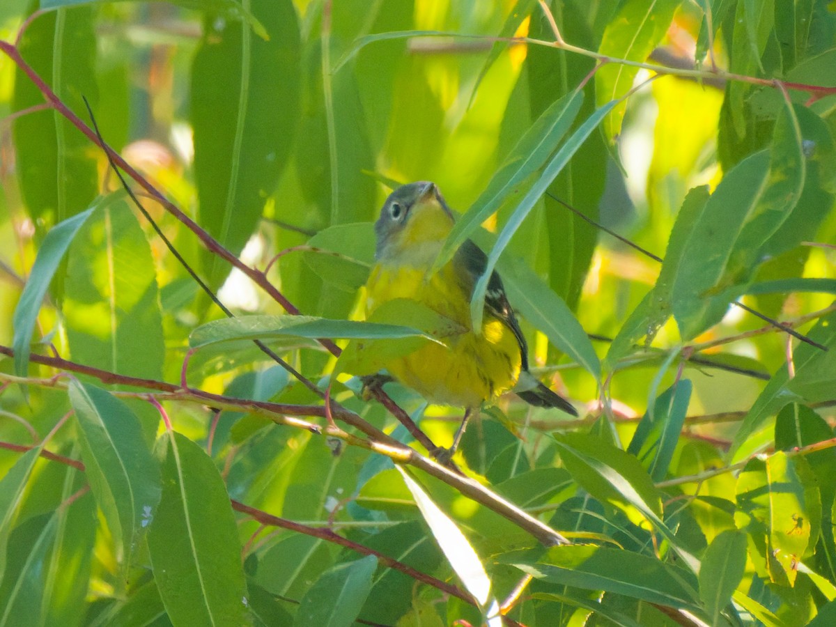 Magnolia Warbler - ML641520363
