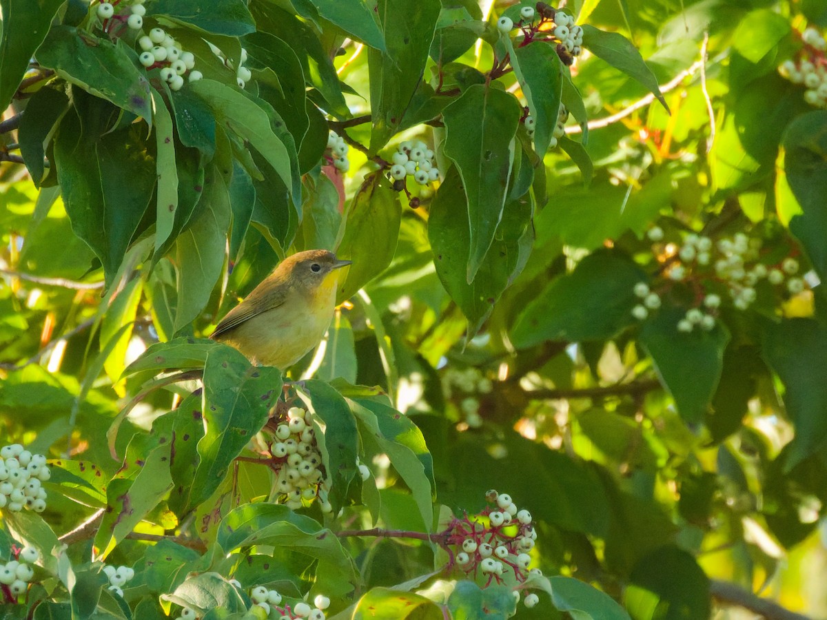 Common Yellowthroat - ML641520397