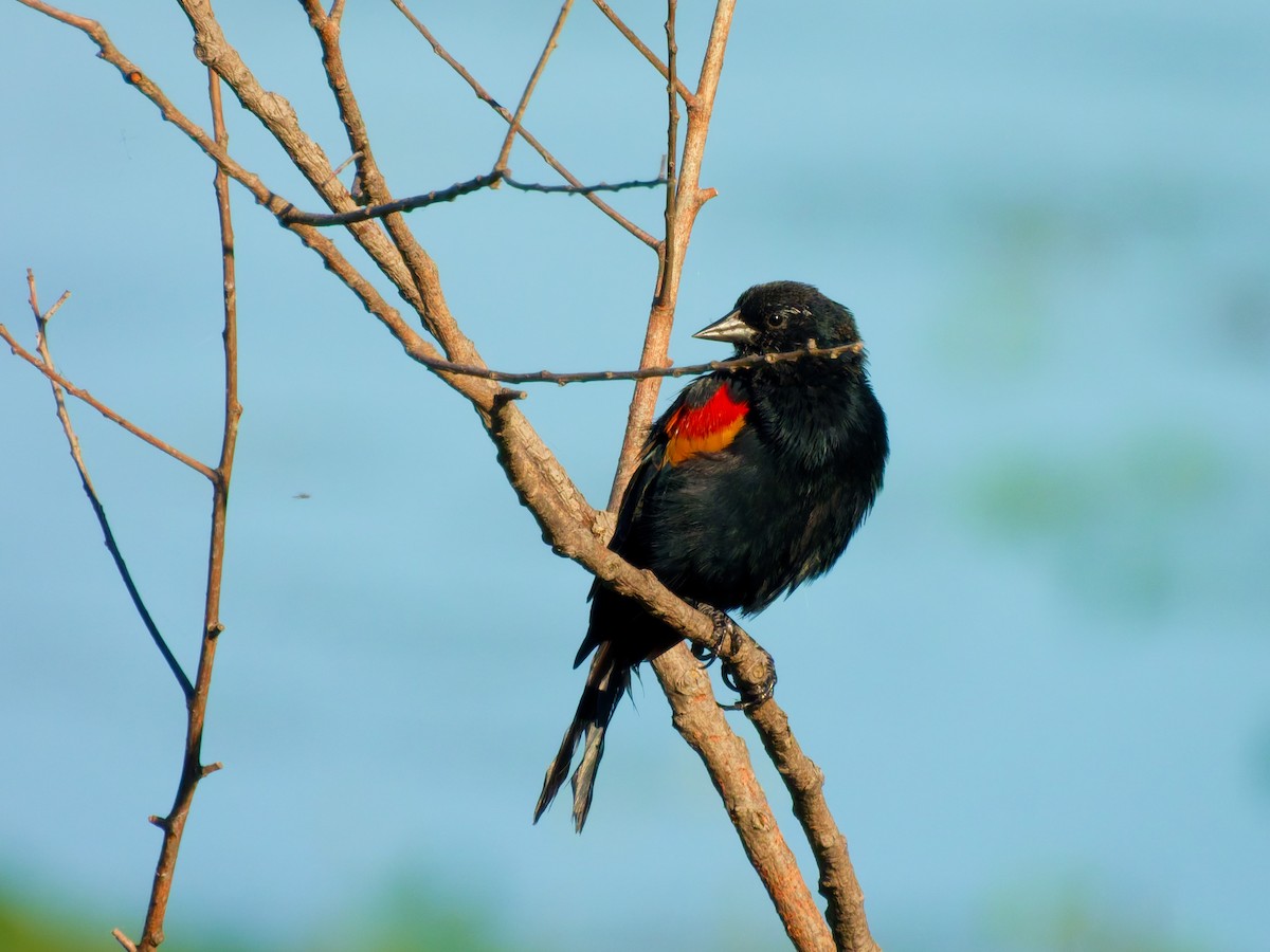 Red-winged Blackbird - ML641520407