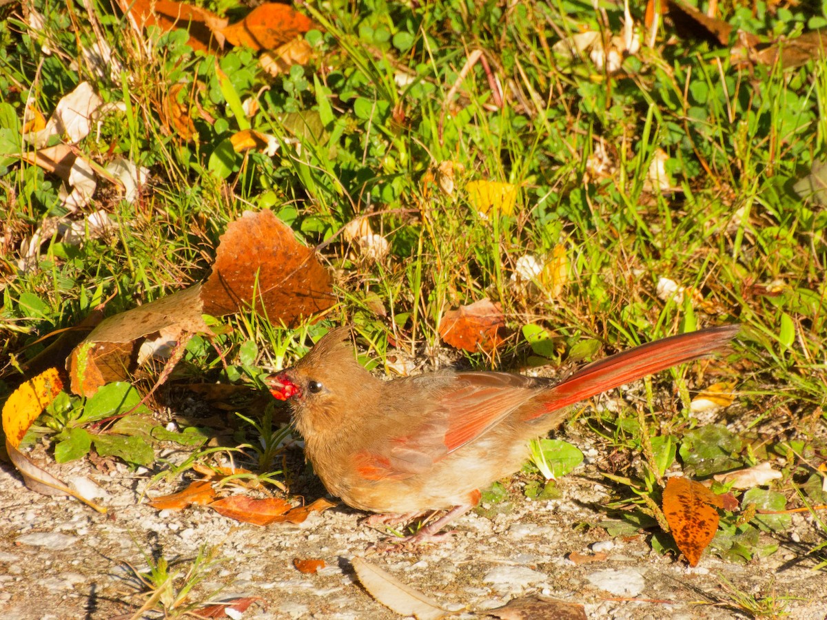 Northern Cardinal - ML641520477