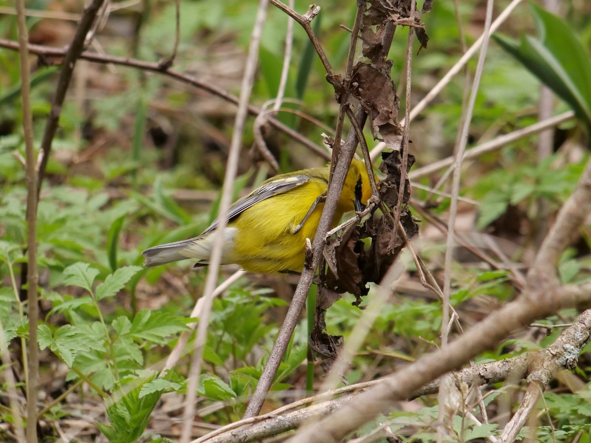Blue-winged Warbler - ML641520487
