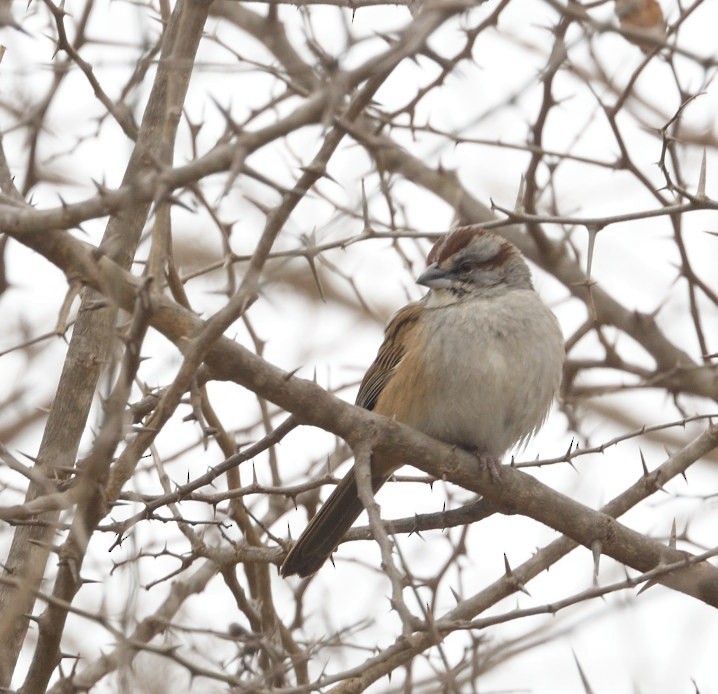 Chaco Sparrow - ML641520489
