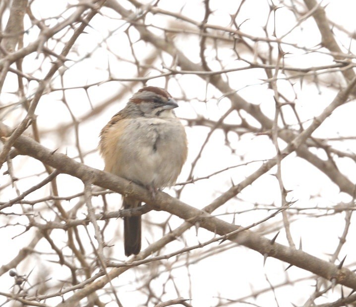 Chaco Sparrow - ML641520495