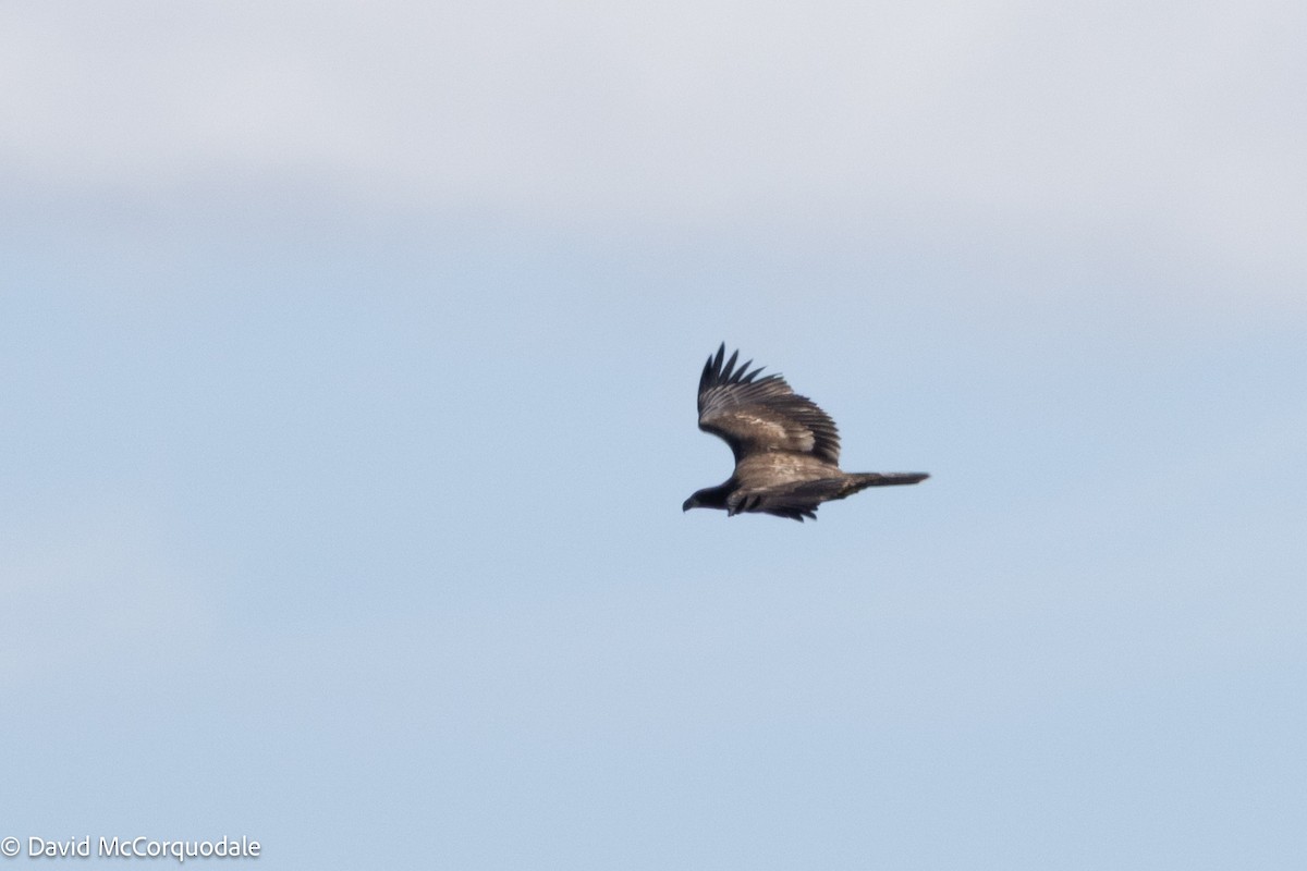 Bald Eagle - ML641520526