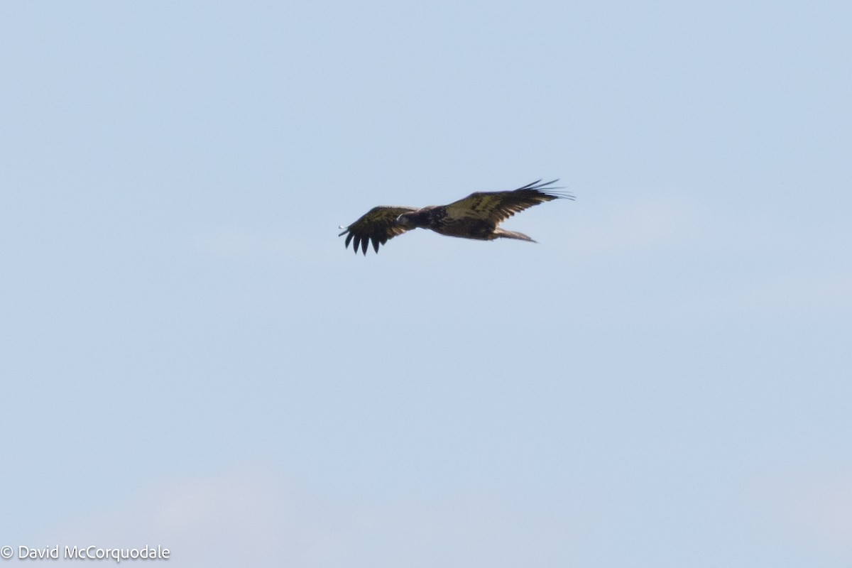 Bald Eagle - ML641520527