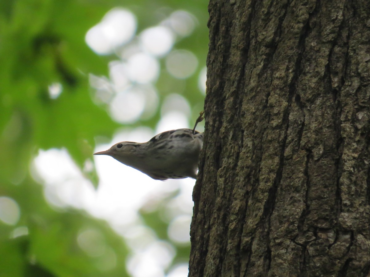 シロクロアメリカムシクイ - ML641520534