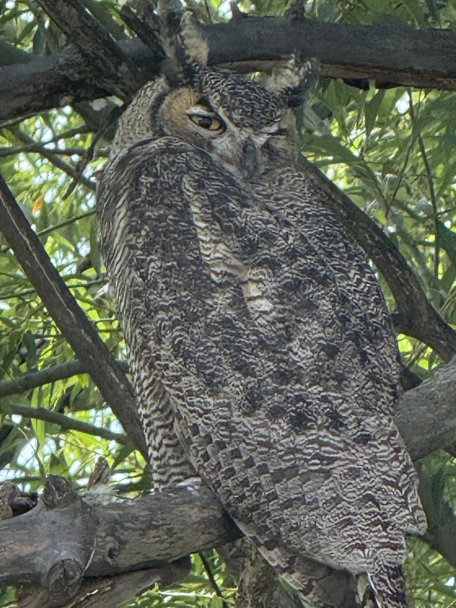 výr virginský - ML641520565