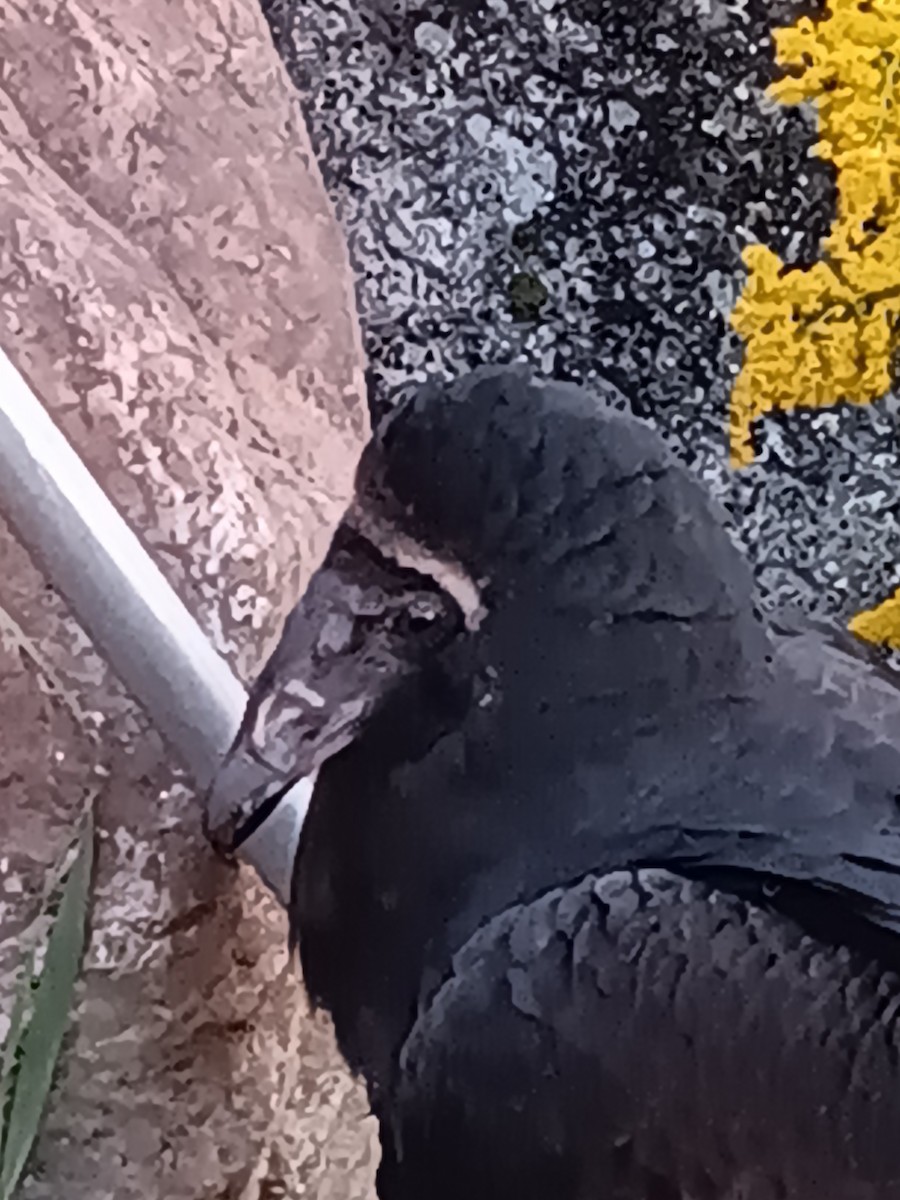 Turkey Vulture - ML641520673