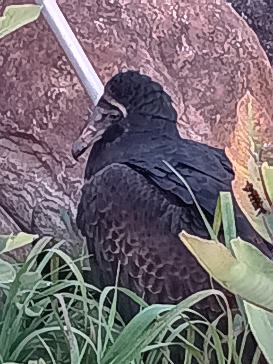Turkey Vulture - ML641520674