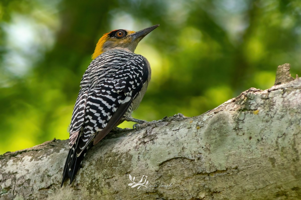 Golden-cheeked Woodpecker - ML641520676