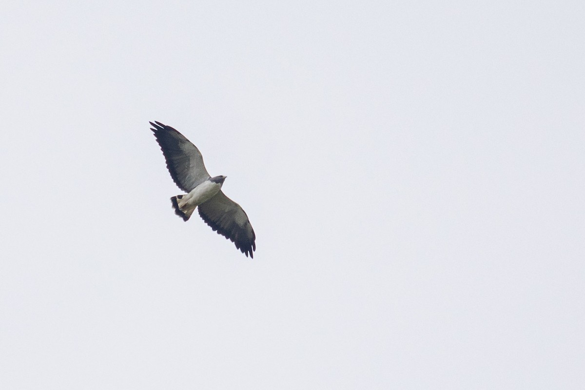 White-tailed Hawk - ML641520685