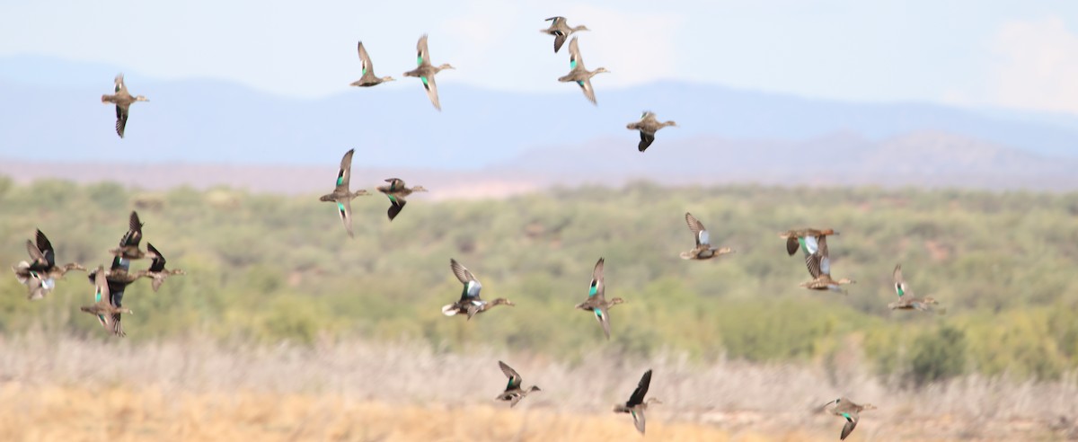 Green-winged Teal - ML641520737