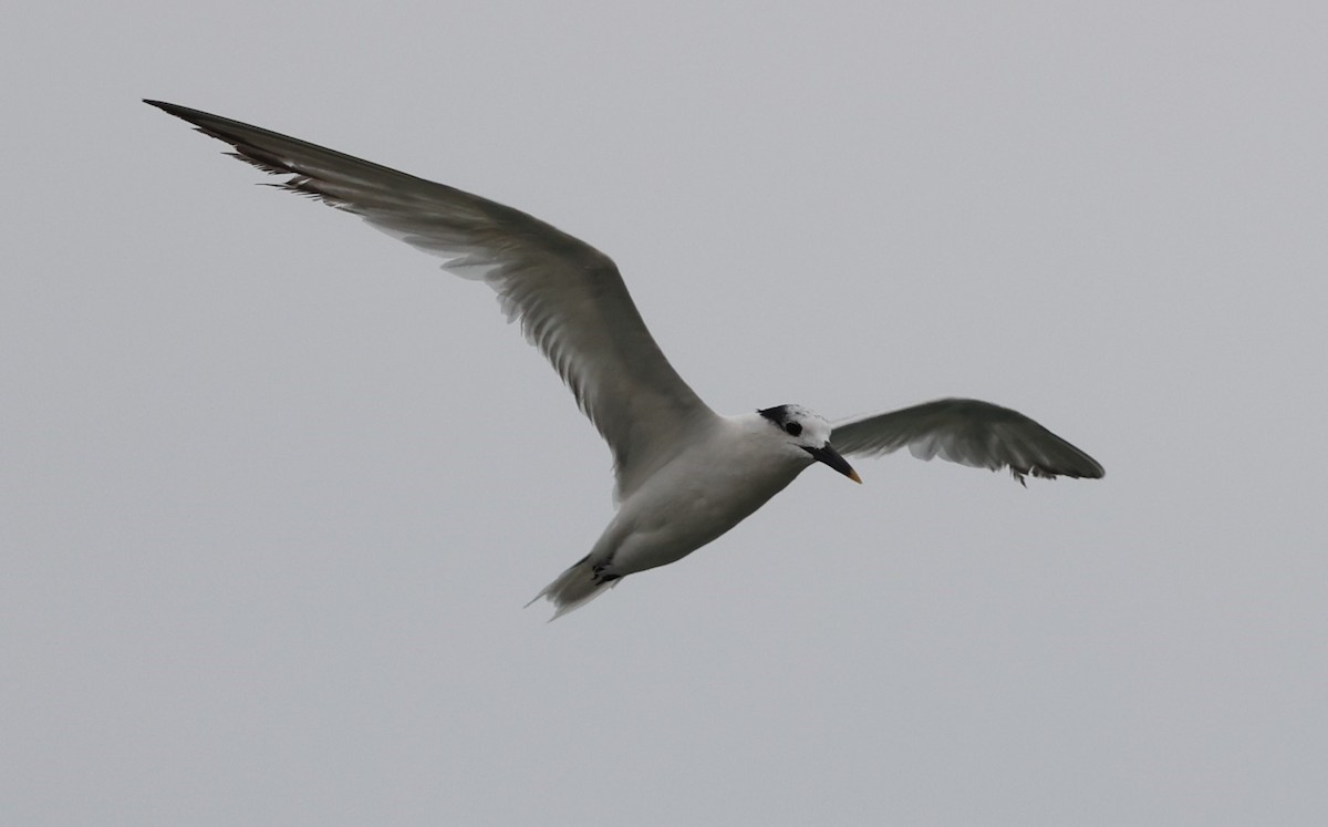 Sandwich Tern - ML641520775