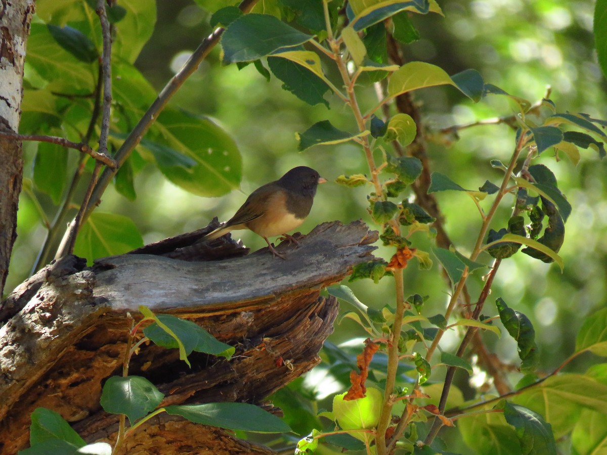 Junco ardoisé (groupe oreganus) - ML641520846