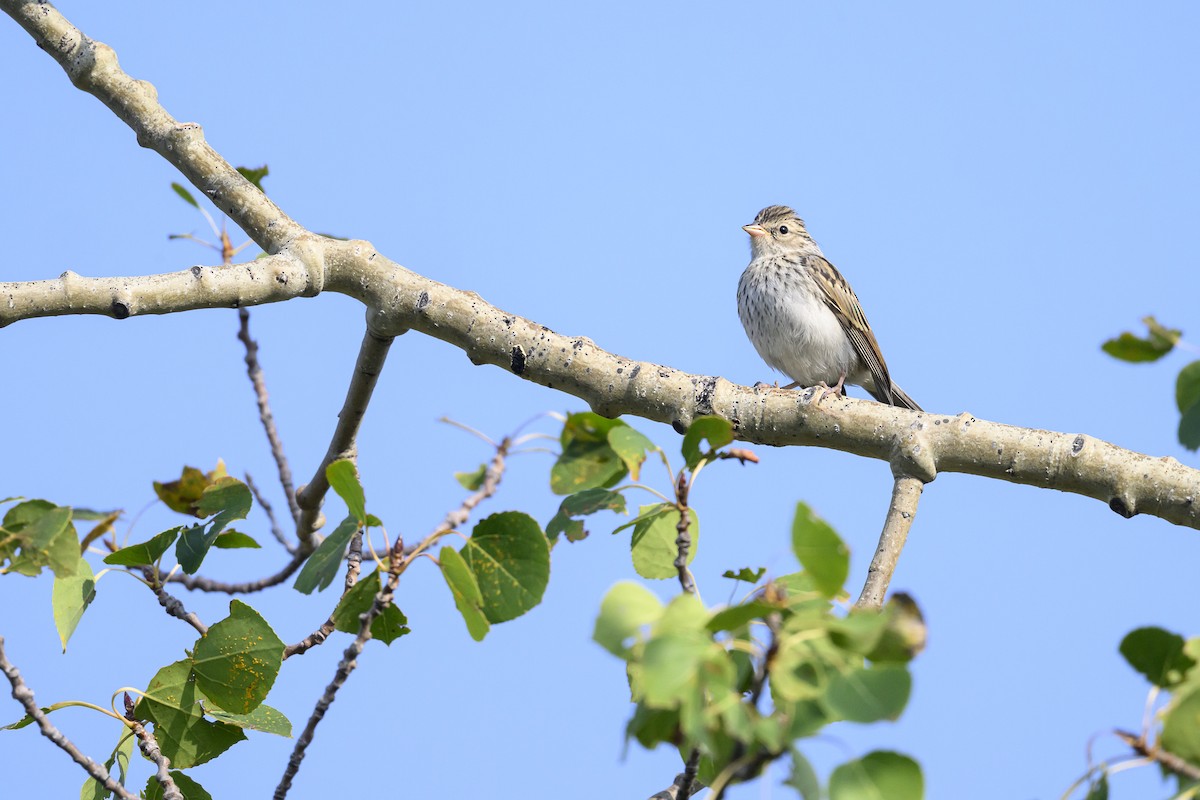 Chipping Sparrow - ML641520853