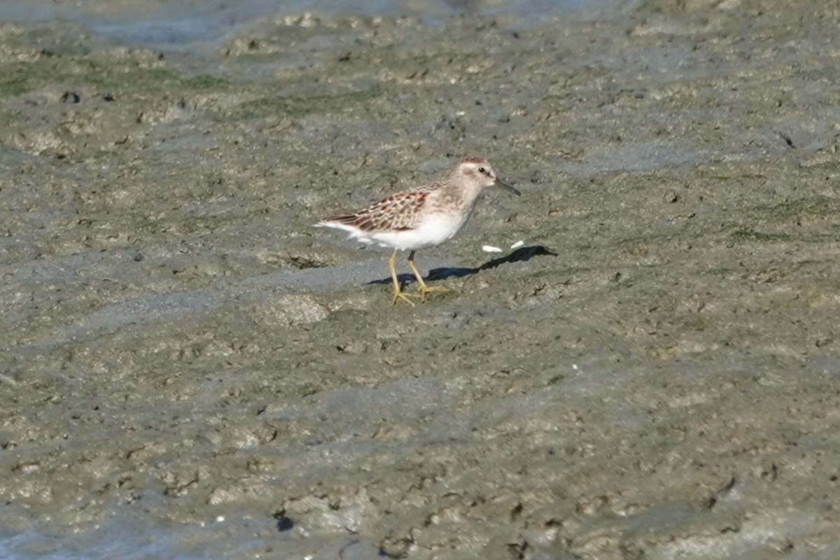 Least Sandpiper - ML641520941