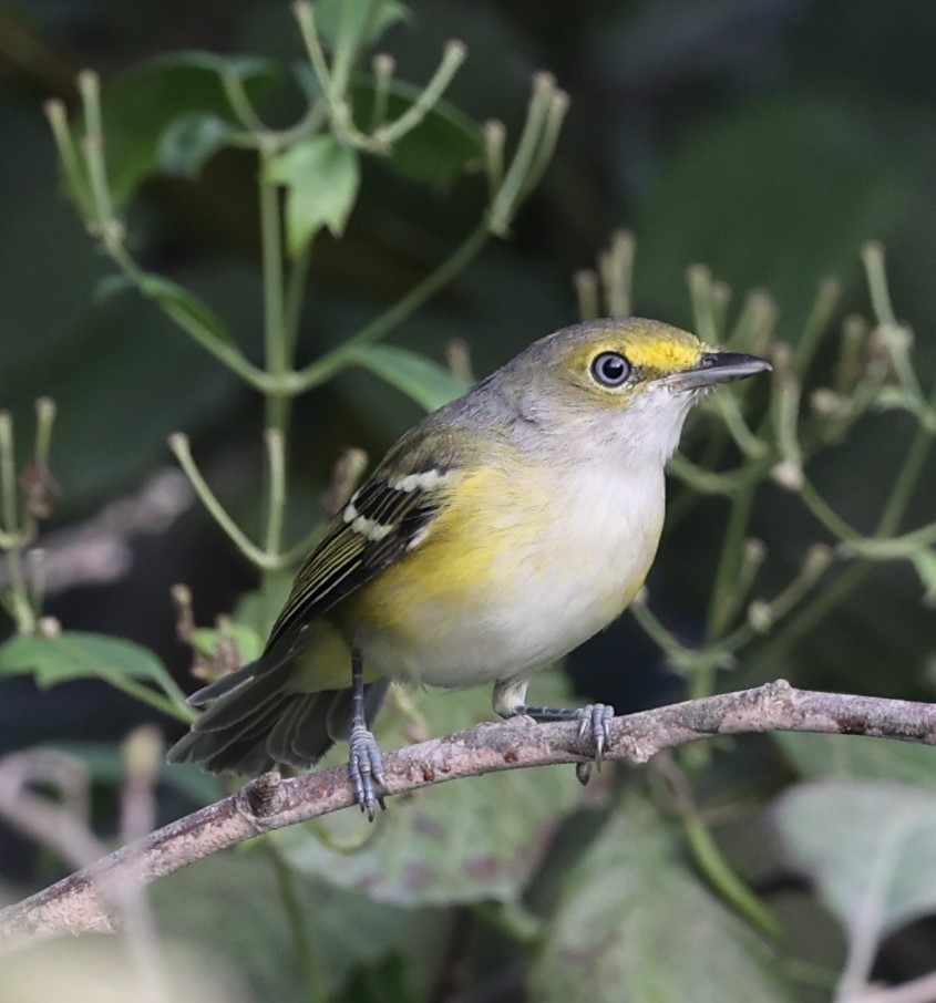 Viréo aux yeux blancs - ML641520973