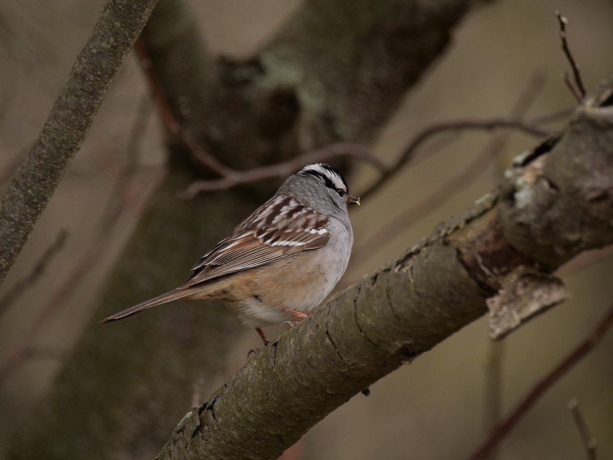 White-crowned Sparrow - ML641520978