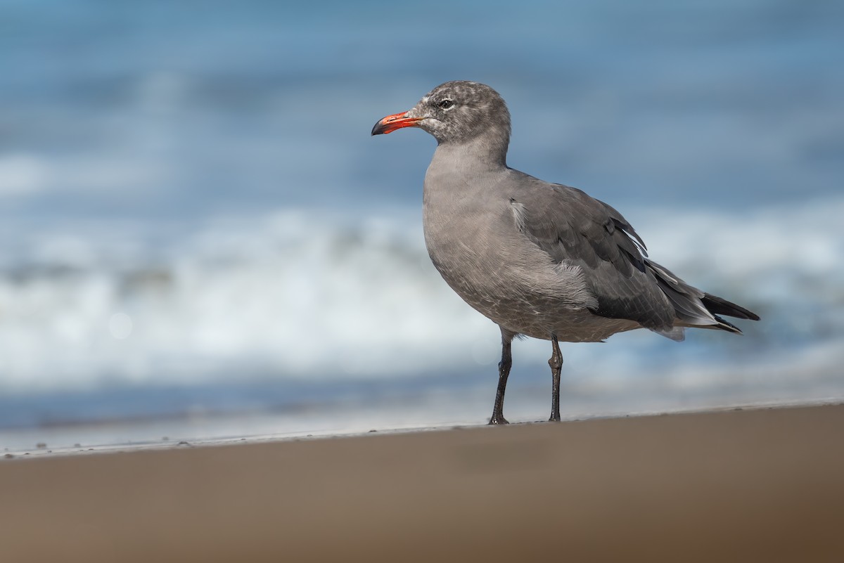 Heermann's Gull - ML641520982