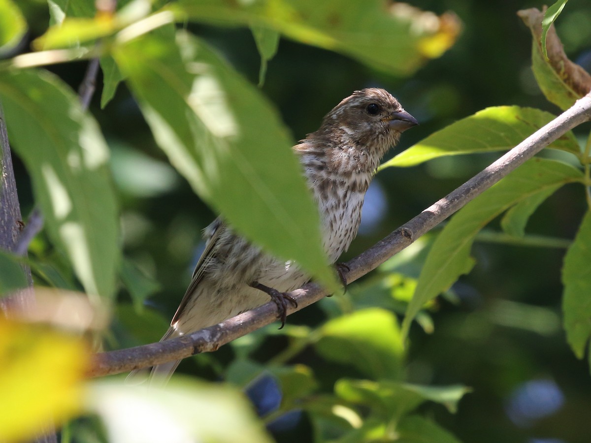 Purple Finch - ML641520991