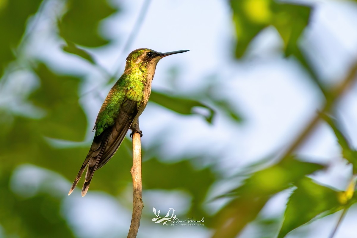 Golden-crowned Emerald - ML641520996