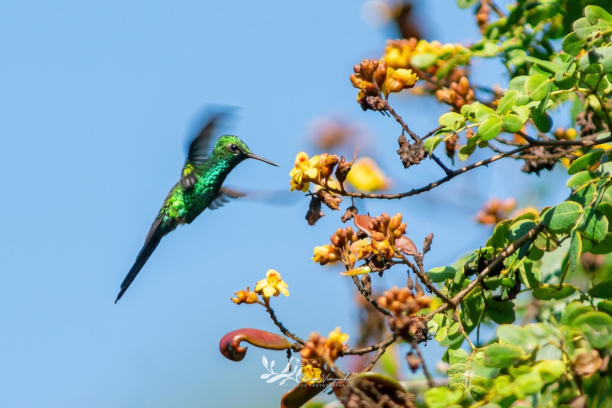 Golden-crowned Emerald - ML641521011