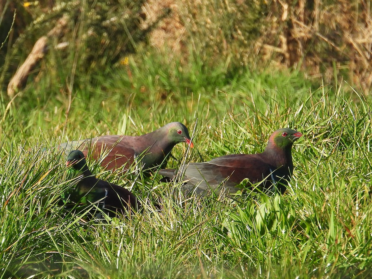 New Zealand Pigeon - ML641521021