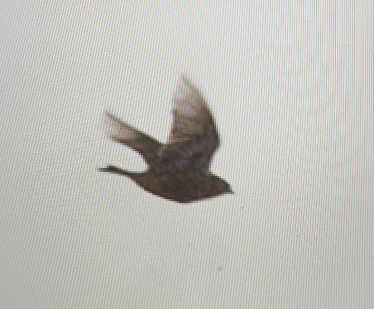 Chestnut-collared Longspur - ML641521028