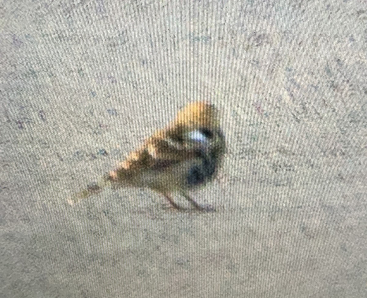 Chestnut-collared Longspur - ML641521029