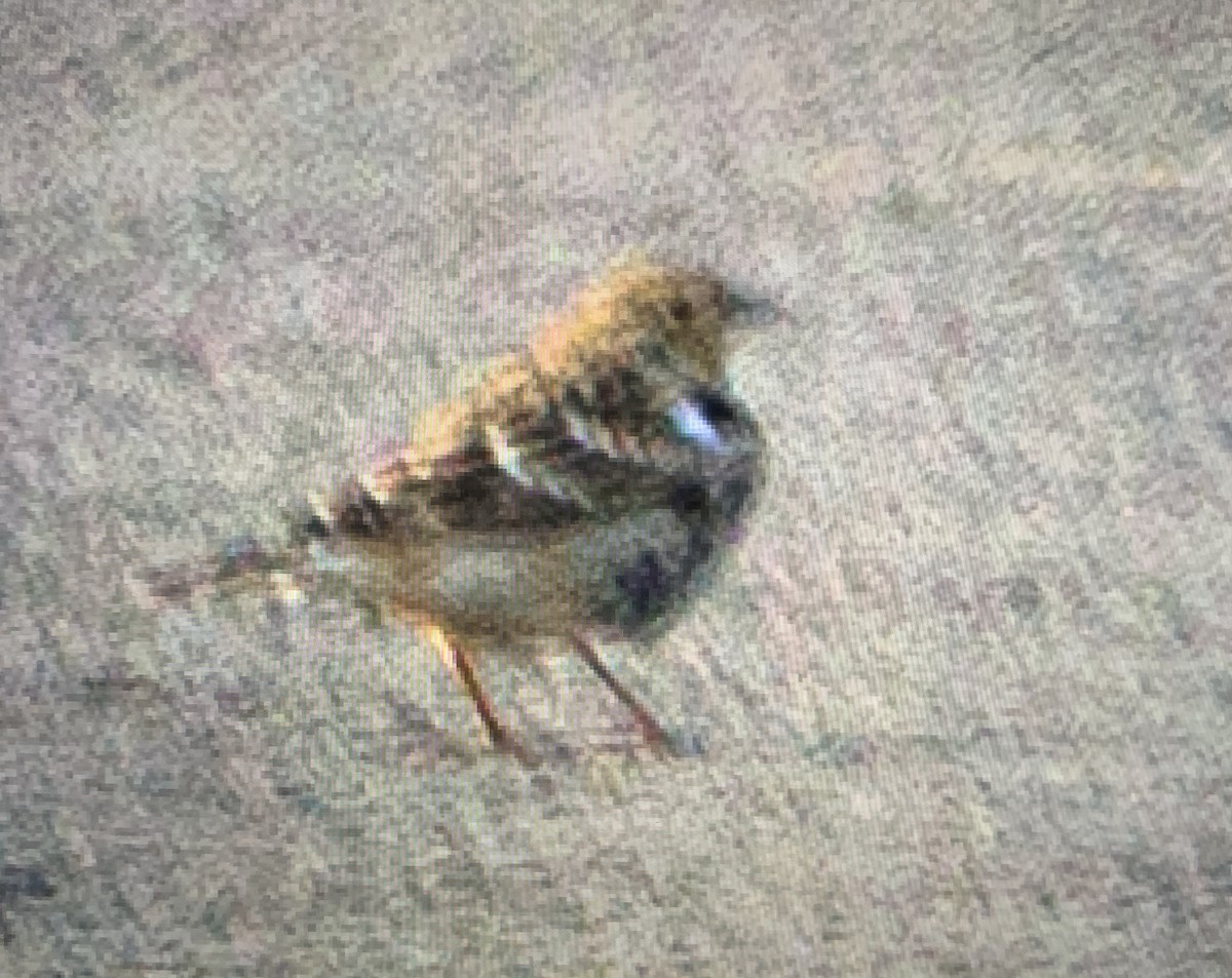 Chestnut-collared Longspur - ML641521030