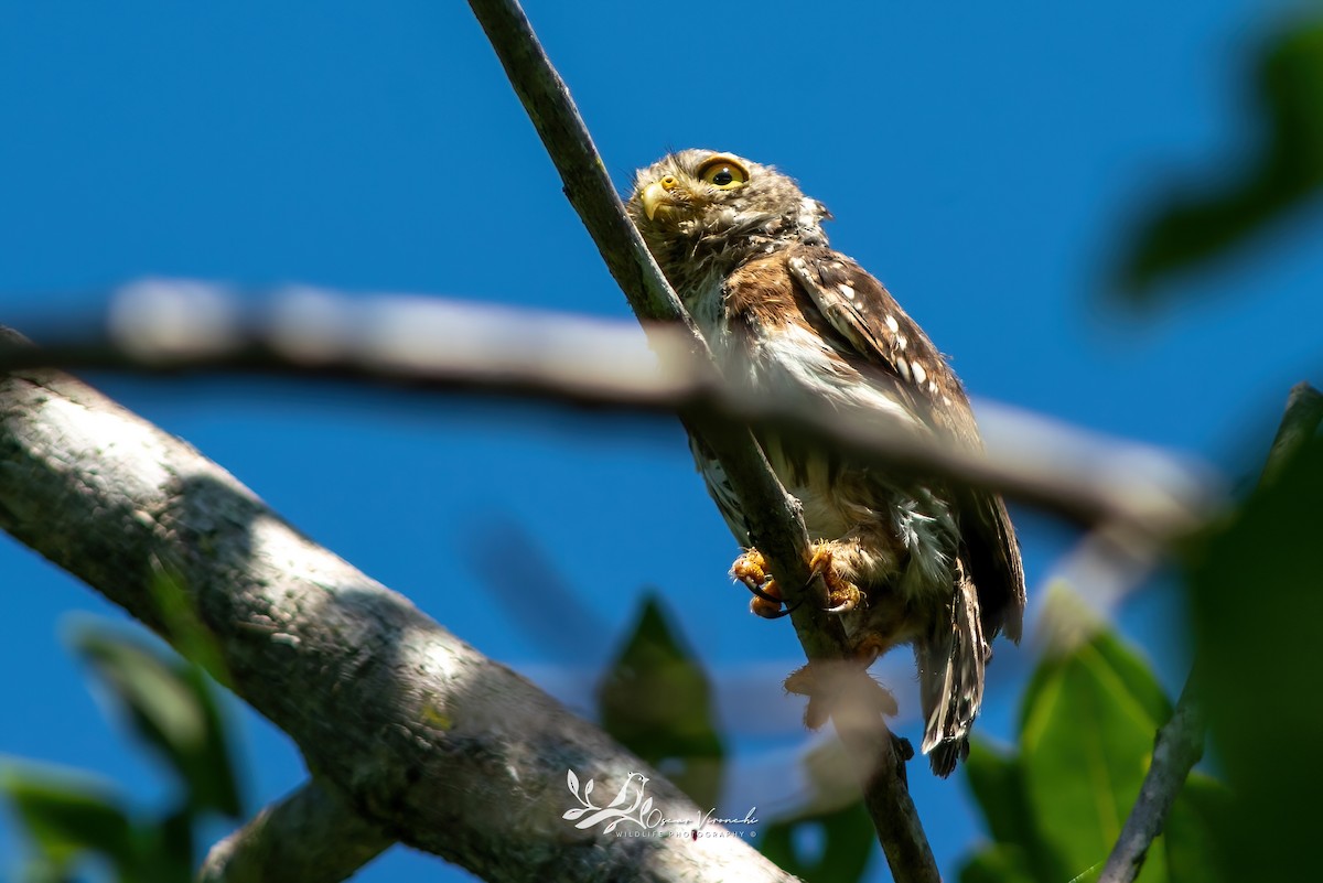 Colima Pygmy-Owl - ML641521049