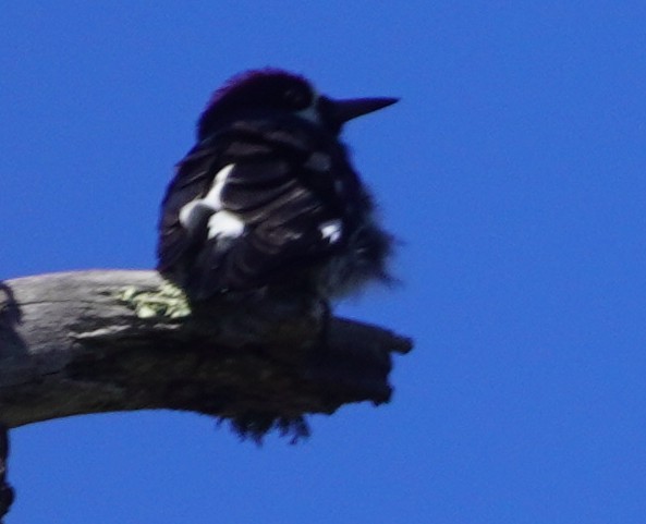 Acorn Woodpecker - ML641521051
