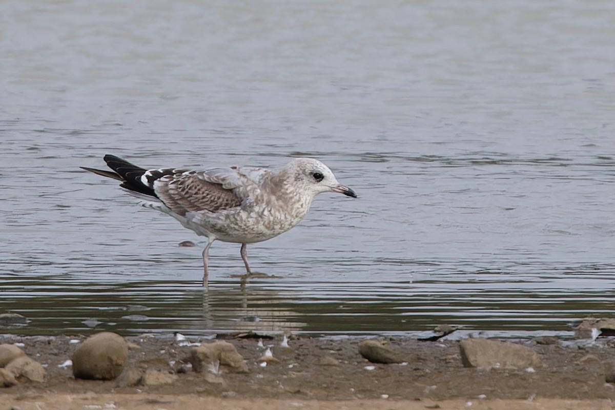 Common Gull - ML641521054