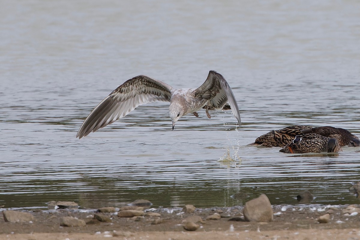 Common Gull - ML641521055