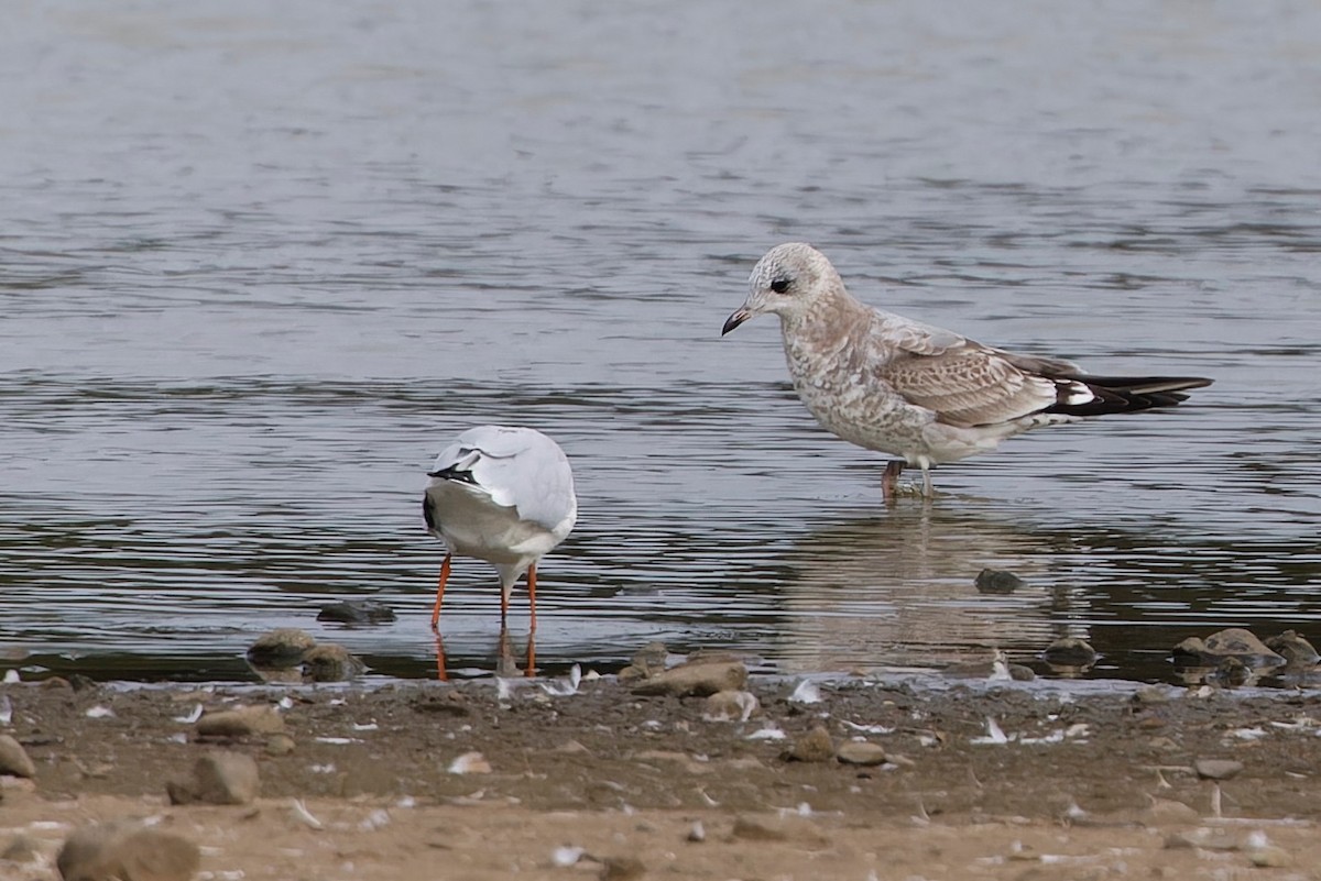 Common Gull - ML641521056